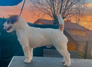 Cane piccola taglia. Molto dolce