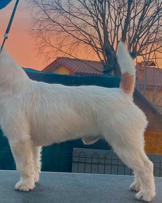 Cane piccola taglia. Molto dolce