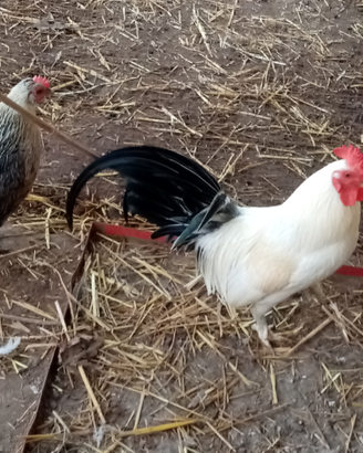 Animali da cortile
