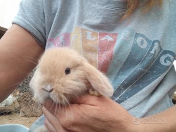 Coniglio nano mini lop Ariete