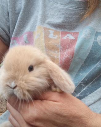 Coniglio nano mini lop Ariete