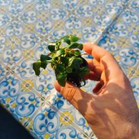 Piante acquario Anubias Buchepalandra Microsorum