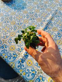 Piante acquario Anubias Buchepalandra Microsorum