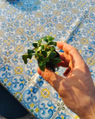 Piante acquario Anubias Buchepalandra Microsorum