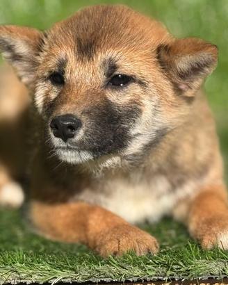 Shiba Inu