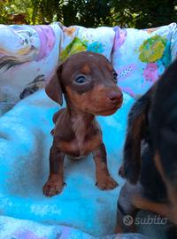Cuccioli di bassotto kaninchen cioccolato