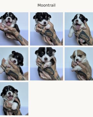Cuccioli Welsh Corgi Pembroke