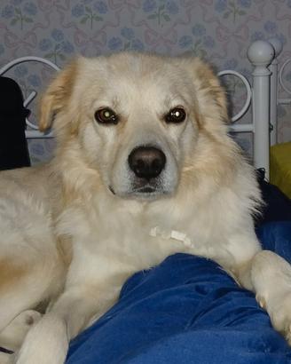 Cane maschio di 4 anni, incrocio Labrador