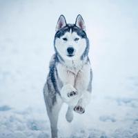 Siberan Husky / Monta
