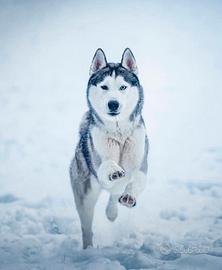 Siberan Husky / Monta