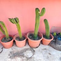 piante grasse cactus 