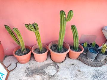 piante grasse cactus 
