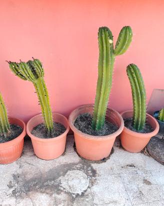 piante grasse cactus 