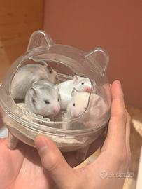 Cuccioli di criceto in adozione