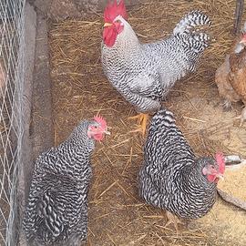 Galline e pulcini AMROCK