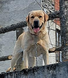 Labrador retriver