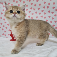 Cucciolo British shorthair gattino gatto