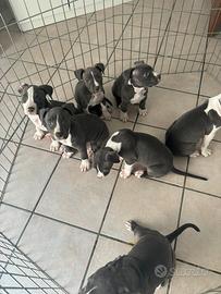 Amstaff blue