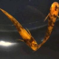 Pesci laghetto medaka