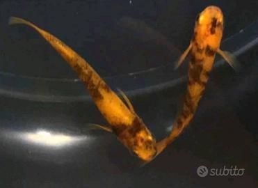 Pesci laghetto medaka