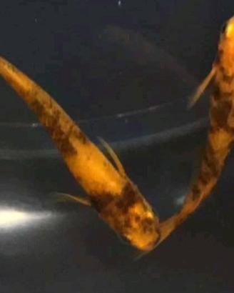 Pesci laghetto medaka