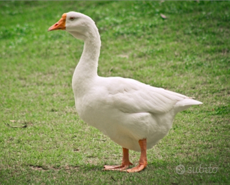 Oca maschio