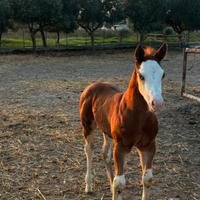 Puledro Paint Horse con documenti americani