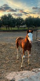 Puledro Paint Horse con documenti americani