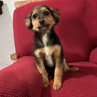 Cuccioli meticci taglia piccola
