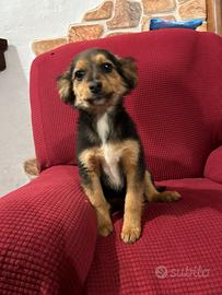 Cuccioli meticci taglia piccola
