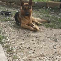 Cucciola di pastore tedesco