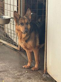Pastore tedesche e breton