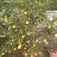 piante di limone