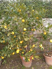 piante di limone