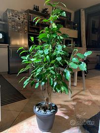 Ficus Benjamin Sempreverde