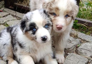 Pastore Australiano Australian Shepherd cuccioli