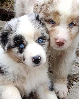 Pastore Australiano Australian Shepherd cuccioli