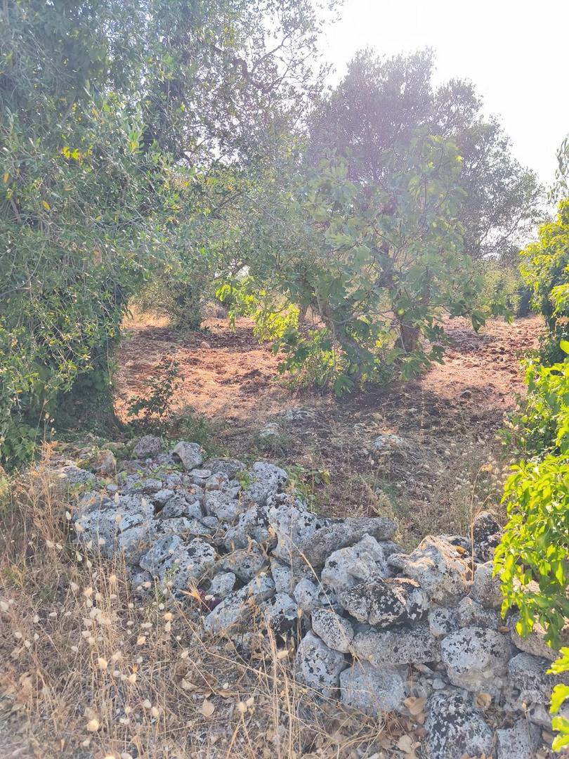 Terreno 4.700m² edificabile. Ceglie Messapica (BR) - Vista 2