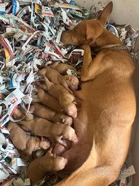 Cucvioli di cirneco del etna mamma e papa visibili