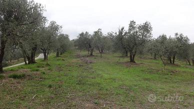 Terreno di 1800 m² a Lucca