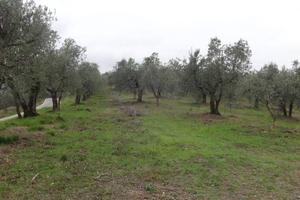 Terreno di 1800 m² a Lucca