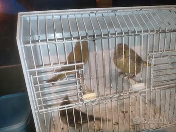 Verdoni mutati e ancestrali