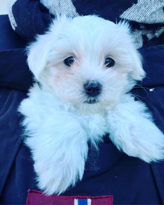 Cuccioli di maltese