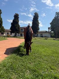 Cavalla trottatrice 3 anni