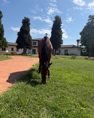 Cavalla trottatrice 3 anni