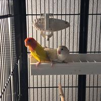 Inseparabili
