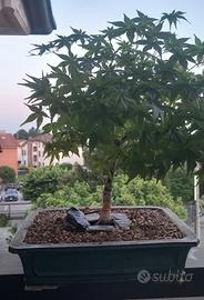 bonsai acero palmato 