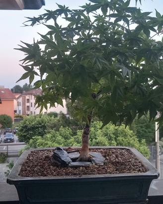 bonsai acero palmato 