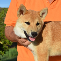 Cuccioli di shiba inu