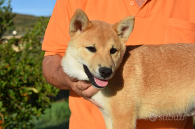 Cuccioli di shiba inu
